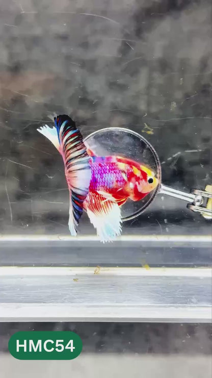 Multicolor Halfmoon Male Betta Fish | High Grade | Order Directly From Farm |  You Pick Fish |