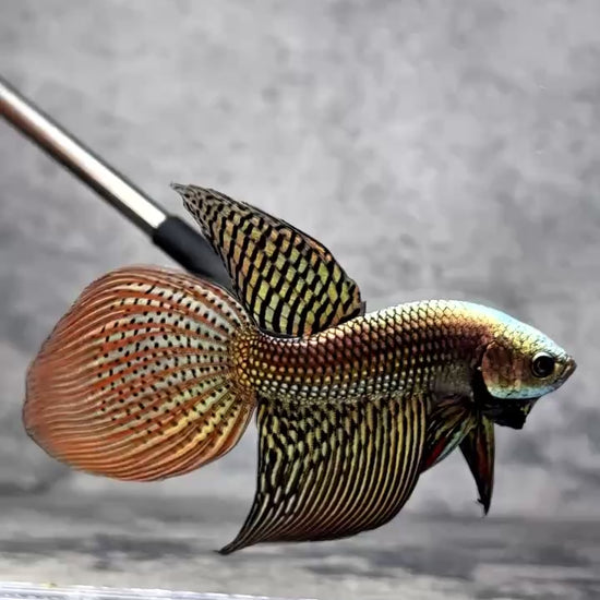 Copper Spade Tail Wild Betta Splendens Male