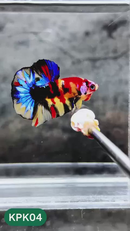 Multicolor Plakat Male Betta Fish |Show Grade|  You Pick Fish