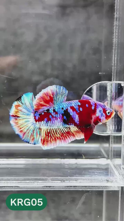 Koi Red Gold Galaxy Plakat Male Betta Fish | You Pick Fish