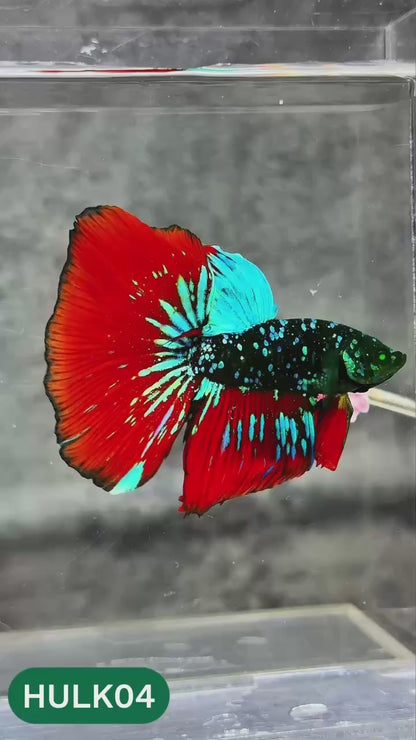 Black Hulk Halfmoon Male Betta Fish | You Pick Fish