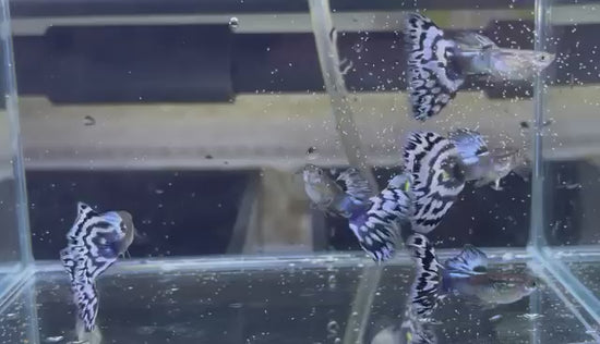 White Tiger Guppy Fish | Tropicflow