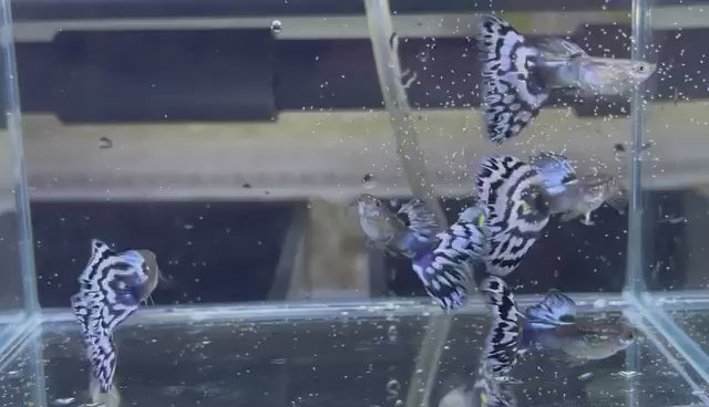 White Tiger Guppy Fish | Tropicflow