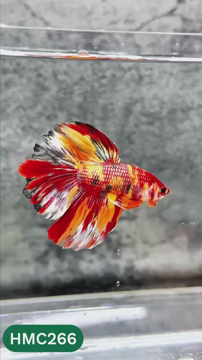 Multicolor Halfmoon Male Betta Fish | Order Directly From Farm | You Pick Fish