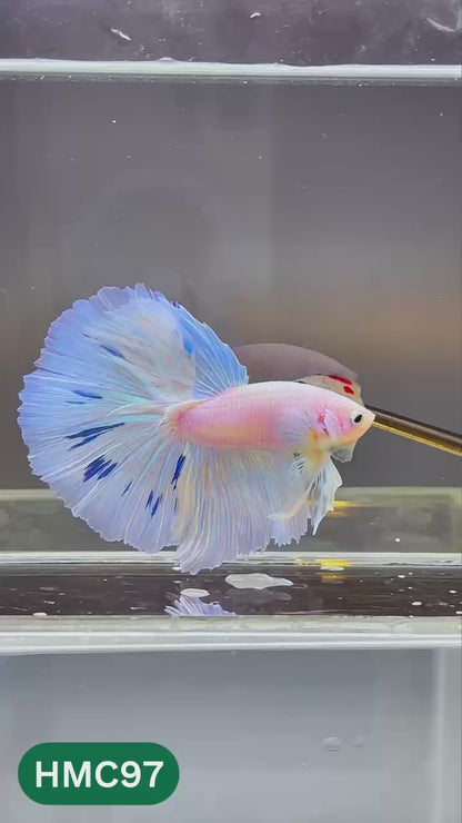 Multicolor Halfmoon Male Betta Fish | Order Directly From Farm | You Pick Fish