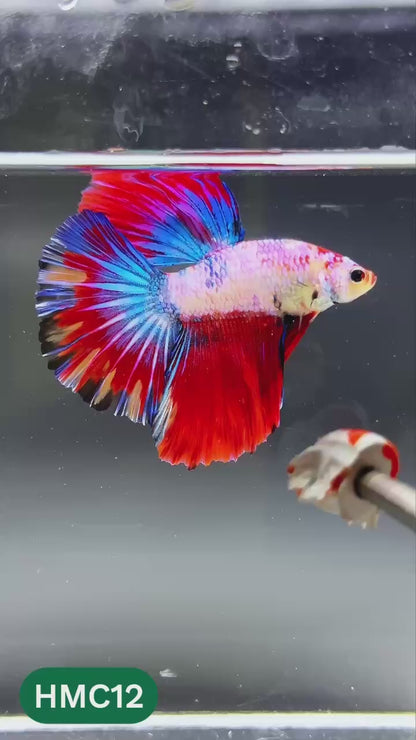 Multicolor Halfmoon Male Betta Fish | High Grade | Order Directly From Farm |  You Pick Fish