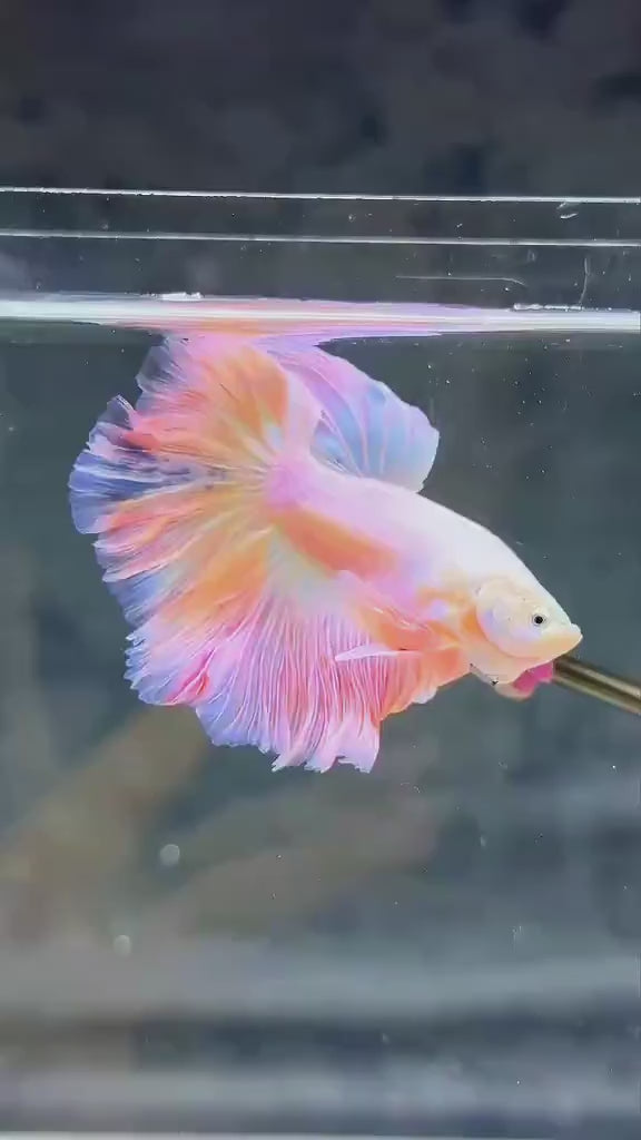 Pink Gold Halfmoon Male Betta Fish — Swimming Video