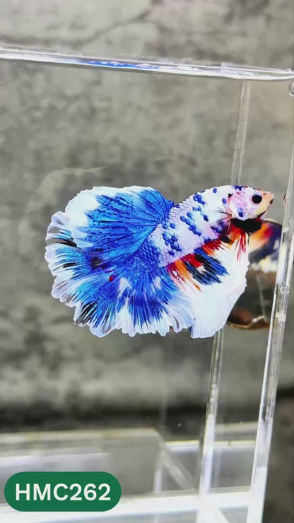 Multicolor Halfmoon Male Betta Fish | Order Directly From Farm | You Pick Fish
