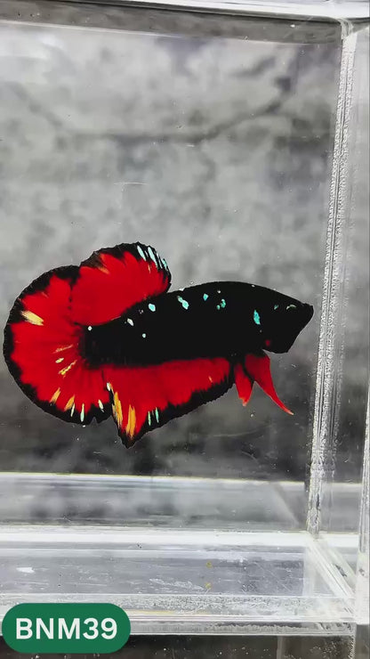 Dark Flame Hellfire Plakat Male Betta Fish | You Pick Fish | Rare Betta