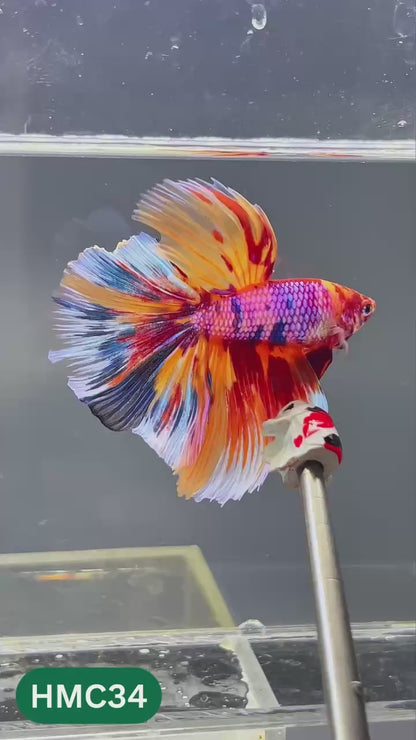 Multicolor Halfmoon Male Betta Fish | High Grade | Order Directly From Farm |  You Pick Fish |