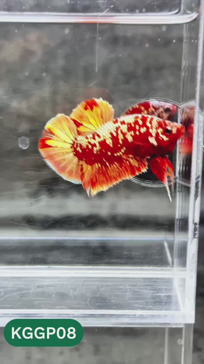 Golden Star Dust Galaxy Plakat Male Betta Fish | Super Rare | You Pick Fish