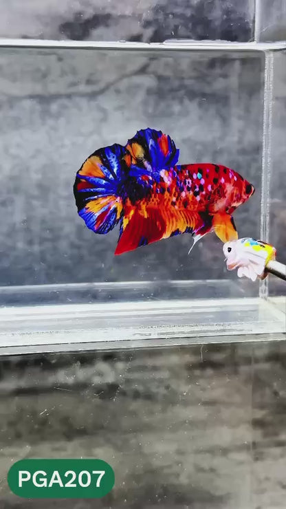King Giant Plakat Male Betta Fish | You Pick Fish | High Grade