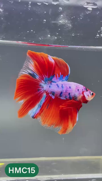 Multicolor Halfmoon Male Betta Fish | High Grade | Order Directly From Farm |  You Pick Fish |