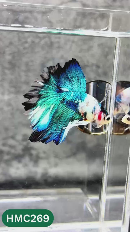 Multicolor Halfmoon Male Betta Fish | Order Directly From Farm | You Pick Fish
