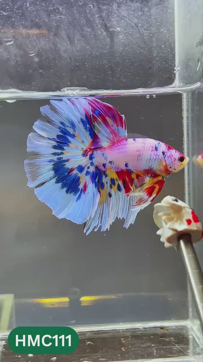 Multicolor Halfmoon Male Betta Fish | Order Directly From Farm | You Pick Fish