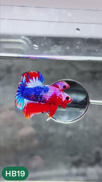Hellboy Plakat Male Betta Fish | Order Directly From Farm | You Pick Fish