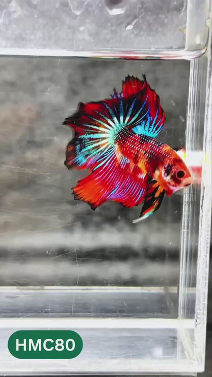 Multicolor Halfmoon Male Betta Fish | High Grade | Order Directly From Farm |  You Pick Fish |