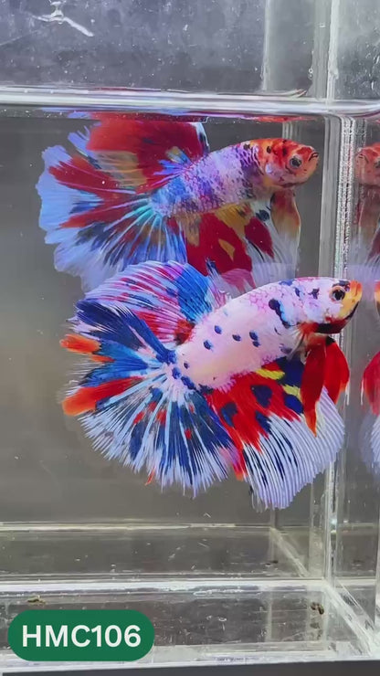 Multicolor Halfmoon Male Betta Fish | Order Directly From Farm | You Pick Fish