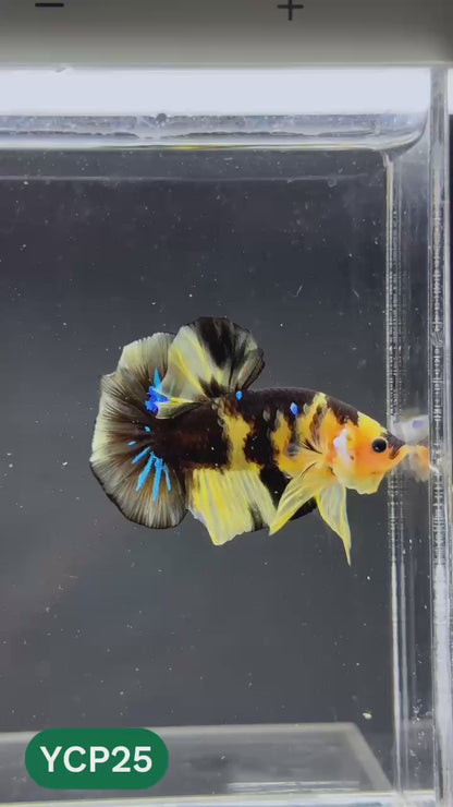 Koi Yellow Plakat Male Betta Fish | Show Grade | You Pick Fish