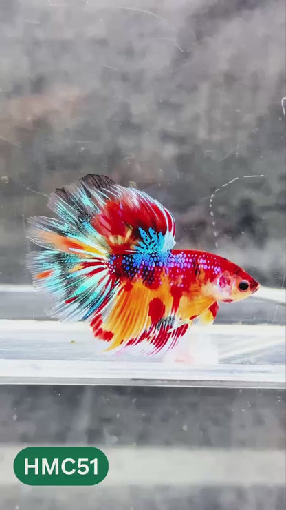 Multicolor Halfmoon Male Betta Fish | High Grade | Order Directly From Farm |  You Pick Fish |