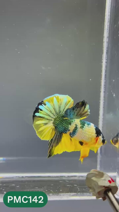 Multicolor Plakat Male Betta Fish |Show Grade|  You Pick Fish