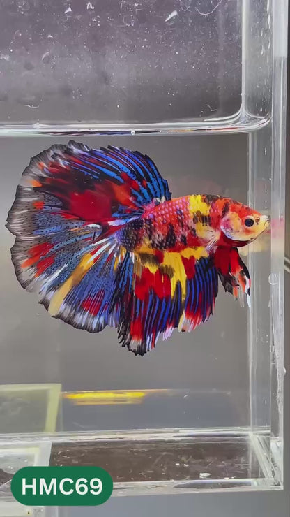Multicolor Halfmoon Male Betta Fish | High Grade | Order Directly From Farm |  You Pick Fish |