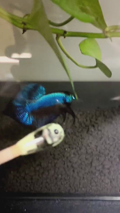 Wild Guitar Blue Smaragdina Male Betta Fish