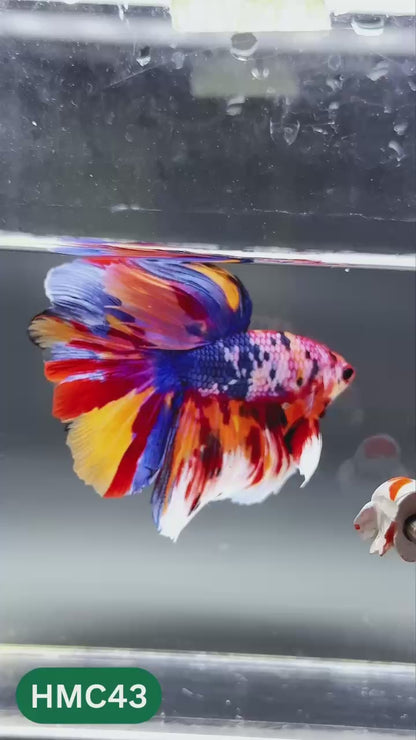 Multicolor Halfmoon Male Betta Fish | High Grade | Order Directly From Farm |  You Pick Fish