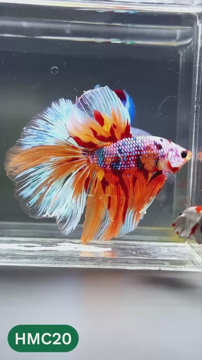 Multicolor Halfmoon Male Betta Fish | High Grade | Order Directly From Farm |  You Pick Fish