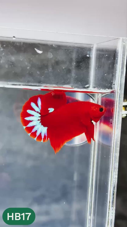 Hellboy Plakat Male Betta Fish | Order Directly From Farm | You Pick Fish