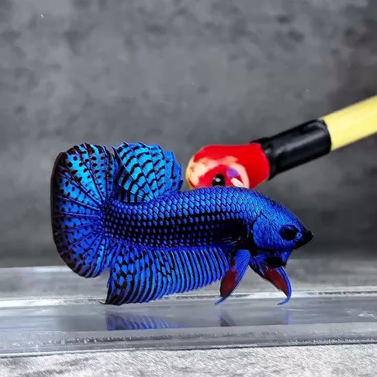 Wild Alien Blue Male Betta Fish