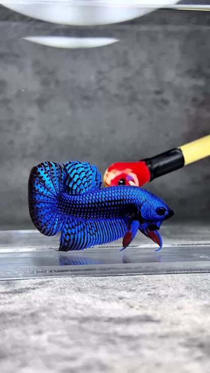 Wild Alien Blue Male Betta Fish