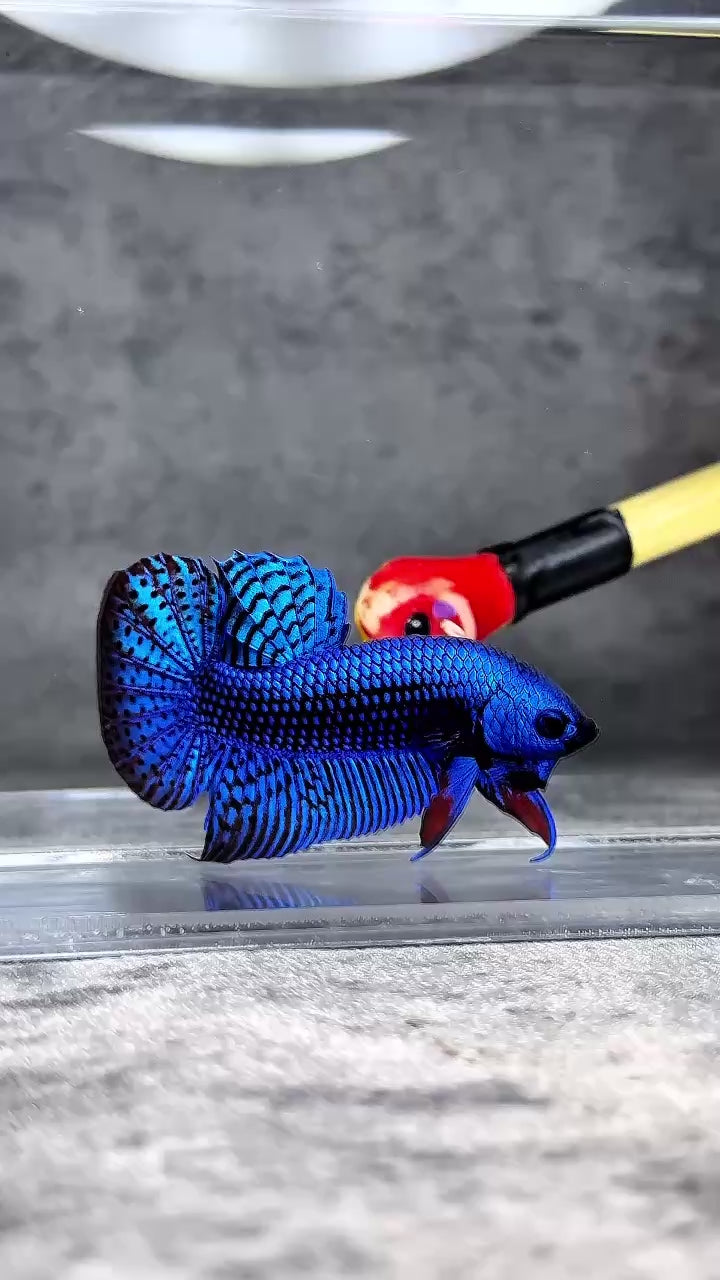 Wild Alien Blue Male Betta Fish