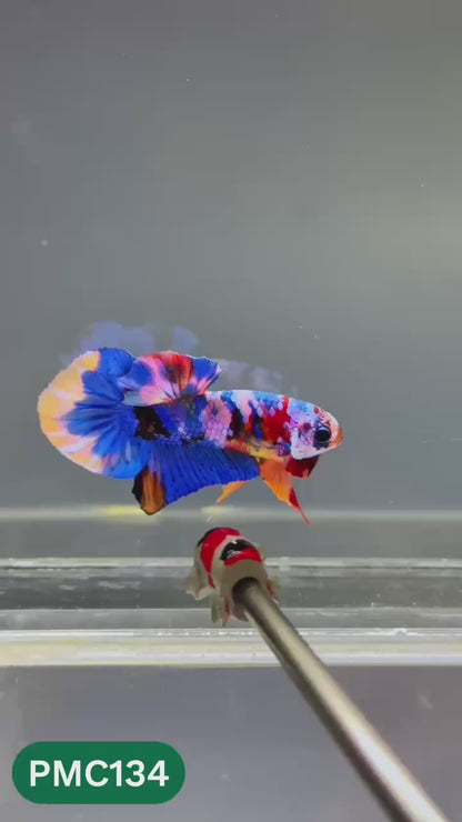 Multicolor Plakat Male Betta Fish |Show Grade|  You Pick Fish