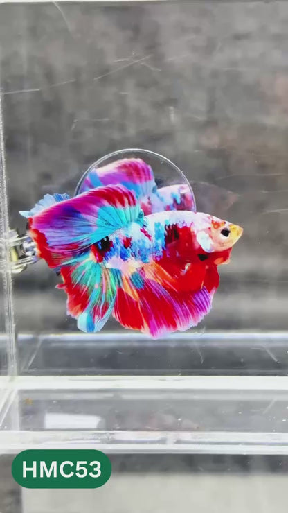 Multicolor Halfmoon Male Betta Fish | High Grade | Order Directly From Farm |  You Pick Fish |