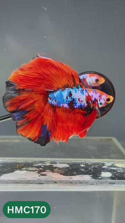 Multicolor Halfmoon Male Betta Fish | Order Directly From Farm | You Pick Fish
