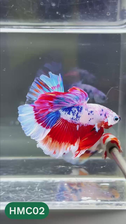 Multicolor Halfmoon Male Betta Fish | High Grade | Order Directly From Farm |  You Pick Fish