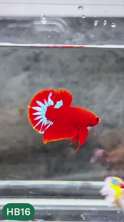 Hellboy Plakat Male Betta Fish | Order Directly From Farm | You Pick Fish