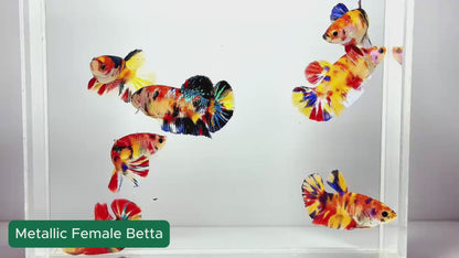 Metallic Female Betta Fish