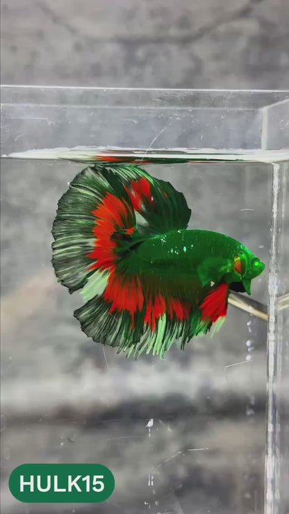 Black Hulk Halfmoon Male Betta Fish | You Pick Fish