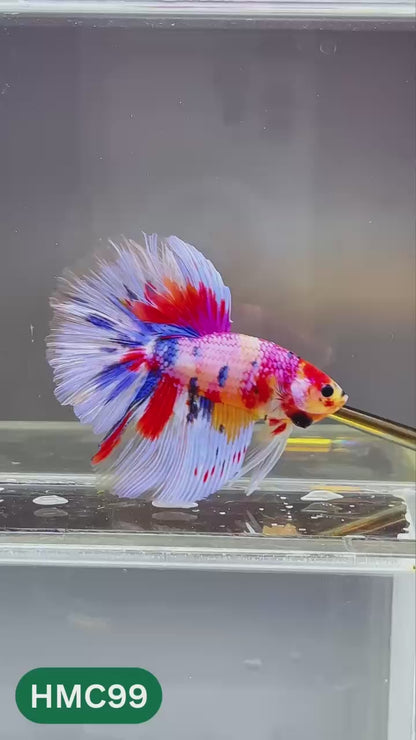 Multicolor Halfmoon Male Betta Fish | Order Directly From Farm | You Pick Fish