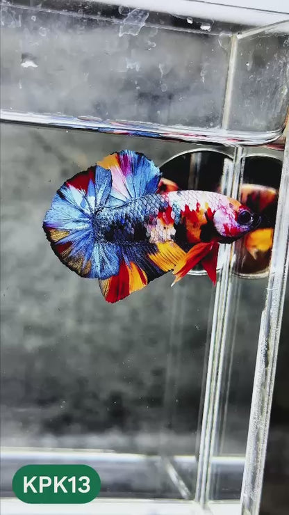 Multicolor Plakat Male Betta Fish |Show Grade|  You Pick Fish
