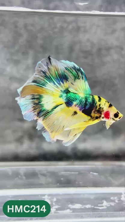 Multicolor Halfmoon Male Betta Fish | Order Directly From Farm | You Pick Fish
