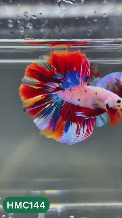 Multicolor Halfmoon Male Betta Fish | Order Directly From Farm | You Pick Fish