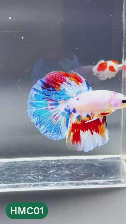 Multicolor Halfmoon Male Betta Fish | High Grade | Order Directly From Farm |  You Pick Fish