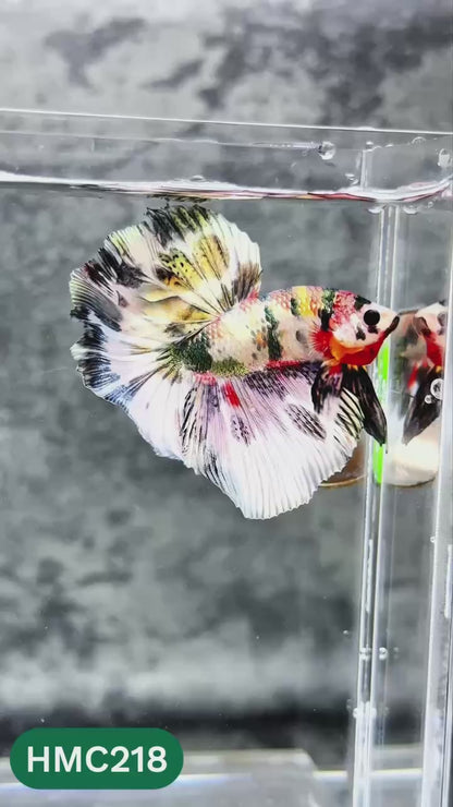 Multicolor Halfmoon Male Betta Fish | Order Directly From Farm | You Pick Fish