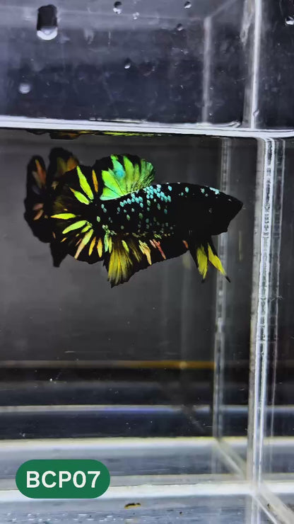 Black Panther Plakat Male Betta Fish | You Pick Fish | Rare Betta