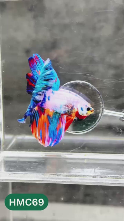 Multicolor Halfmoon Male Betta Fish | High Grade | Order Directly From Farm |  You Pick Fish |