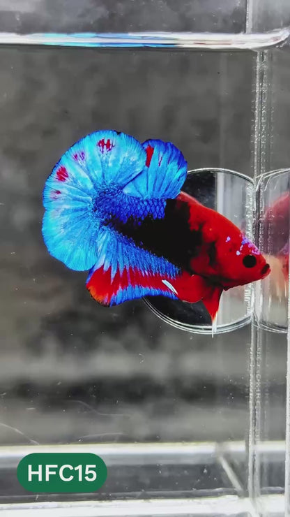 Hellboy Plakat Male Betta Fish | Order Directly From Farm | You Pick Fish