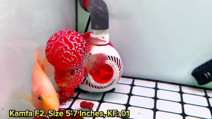 Golden Base Kamfa Flowerhorn Cichlid | You Pick Fish |